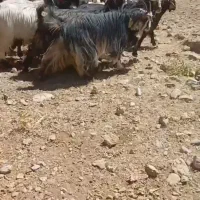 بز شهرکردی