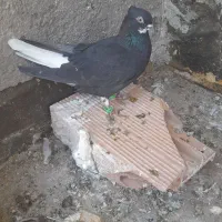 زاغ دم سفید نر جون   ۳۰۰