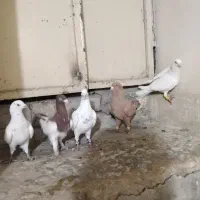 فروش دسته کفتری