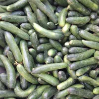 خیار محلی ۲۸ت و ۱۵ت