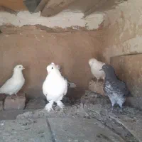 کبوتر|پرنده|گلپایگان, |دیوار