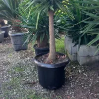 یوکا بنسای گلدون گرد سایز ۵۶ریشه دار|گل و گیاه طبیعی|نشتارود, |دیوار