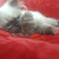 بچه گربه نر دو ماهه هیمالین اصیل