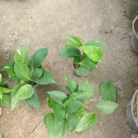 پتوس ابلق نشایی گلدان 10|گل و گیاه طبیعی|بابل, |دیوار