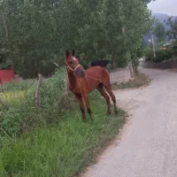 مادیان کرد ۱۸ ماه سر دم گیر