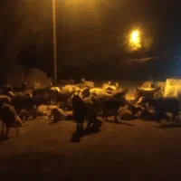 فروش ۹راس بز با سه راس بیگ