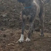 سگ زرنگ و ادمی مخصوص دامداری وباغ