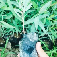 نهال اکلیتوس موجود|خدمات باغبانی و درختکاری|جهرم, |دیوار