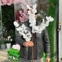 شاخه شکوفه