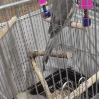 عروس هلندی ، طوطی برزیلی