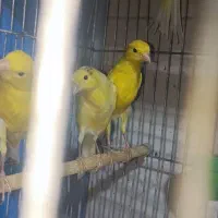 قناری وعروس هلندی کار|پرنده|پیر بکران, |دیوار