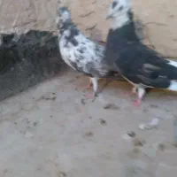 کبوترپرشی