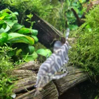 ماهی آکواریوم لوچ و ردلاین|ماهی|اصفهان, گرکان|دیوار