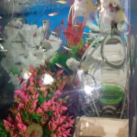 ماهی زینتی اکواریم|ماهی|هشتگرد, هشتگرد قدیم|دیوار