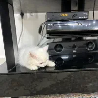 گربه پرشین کلاسیک 5ماهه|گربه|تربت‌حیدریه, شهرک ولیعصر|دیوار