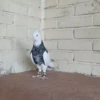 کبوتر نروماده طوقی الماسی چاپدار