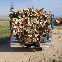 هرس درخت وخریده چوبه به صورت نقدی|خدمات باغبانی و درختکاری|اراک, |دیوار