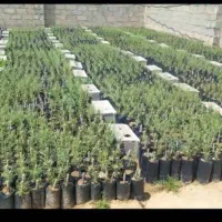 نهال گز شاهی|خدمات باغبانی و درختکاری|علی‌آباد کتول, |دیوار