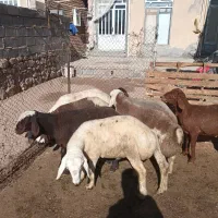 گوسفند|حیوانات مزرعه|هرسین, |دیوار