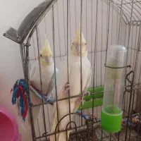 عروس هلندی