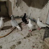 جوجه جوانه آلمانی