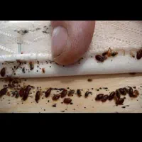 شرکت سمپاشی/موریانه زدایی/ ساس موش سوسک