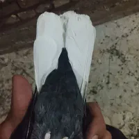 کبوتر بهبونی پلاکی کبوتر ترکیه ای