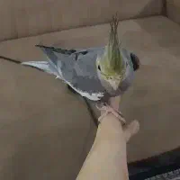 خرگوش.عروس هلندی