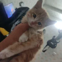 واگذاری گربه DSH