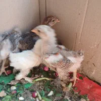 جوجه محلی پا پر چهل روزه سر حال و ترو فرز
