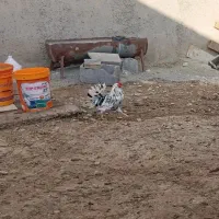 فروش مرغ محلی