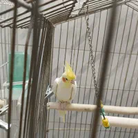 جفت عروس هلندی