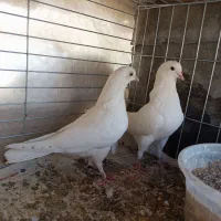 کفترپرشی|پرنده|یزد, |دیوار