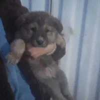 واگذاری سگ|سگ|تهران, ترمینال غرب|دیوار