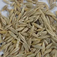 سلام عرض ادب خدمت همشهریان عزیز جو دامی دارم