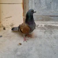 کبوتر ماده|پرنده|سراوان, |دیوار