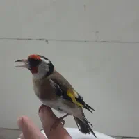 سهره کرمون.سهره چهارگل.سهره سبز|پرنده|مشهد, نوید|دیوار