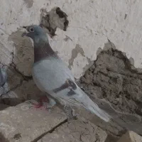 کبوتر|پرنده|قشم, |دیوار