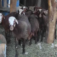 تعداد میش و بره