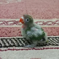 کوتوله سرلاکی