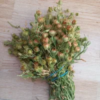 اسپنددونه درشت وبا کیفیت(قابل توجه عطاران محترم )