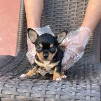 شی واوا اپل هد شیواوا اپل هد|سگ|تهران, تهرانپارس جنوبی|دیوار