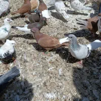 سلام این کبوترا باخت کرده|پرنده|دشتابی, |دیوار