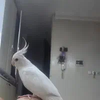 2 عدد عروس هلندی نر سفید گم شده