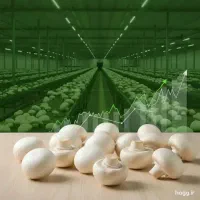 قارچ