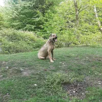 سگ سرابی|سگ|گرگان, |دیوار