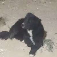 سگه گله|سگ|عسگران, |دیوار