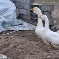 قوغاز(لیندا)