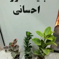 گل و گیاه آپارتمانی و زینتی|گل و گیاه طبیعی|قزوین, |دیوار