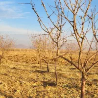 زمین کشاورزی|فروش زمین و ملک کلنگی|داران, |دیوار